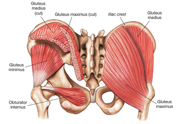 Muscle between discount thigh and groin