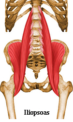 Hip, Groin and Thigh Pain - do you have a leg to stand on? - Align Body  Clinic