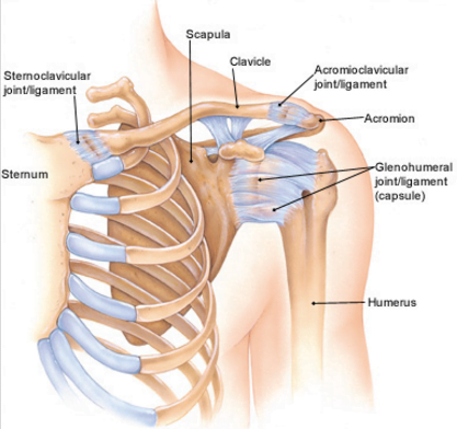 Why Does My Shoulder Hurt When I Lift My Arm? - CSC