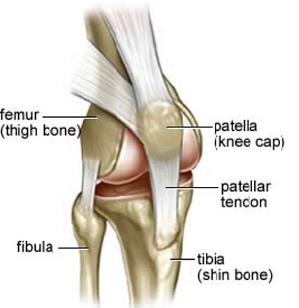 Patella Tendon Tear: Everything You Need to Know About Treating Them