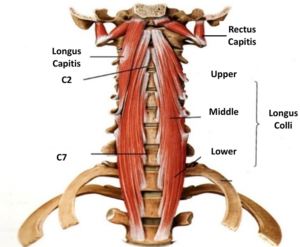 Core” strengthening for neck pain (deep cervical flexor training)