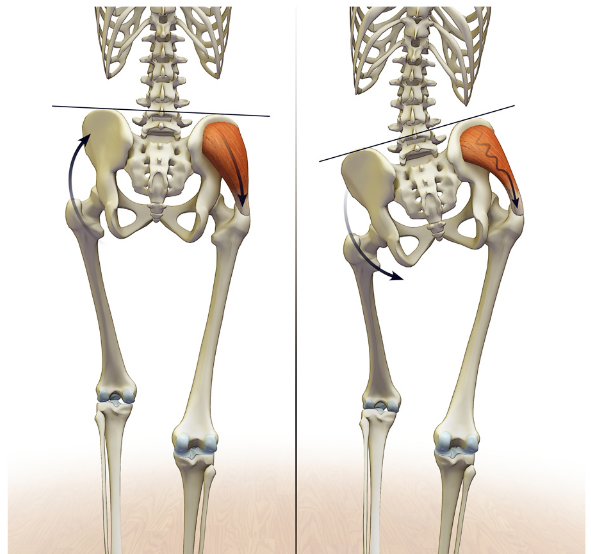 Why does my hip hurt when I stand on one leg? Align Body Clinic